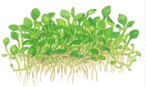 Marsilea Minuta