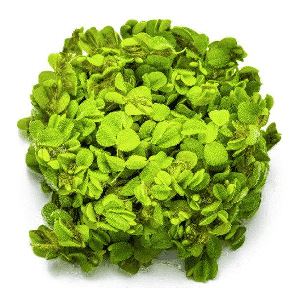Salvinia Minima