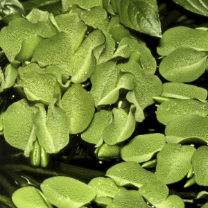 Salvinia Minima