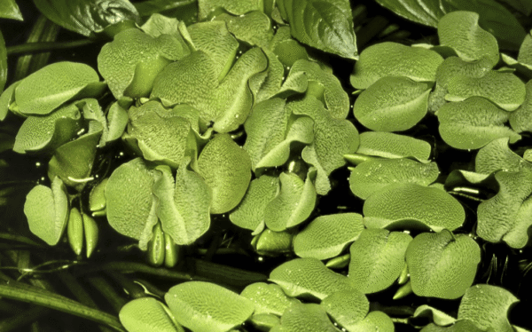 Salvinia Minima