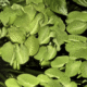 Salvinia Minima