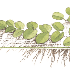 Salvinia Minima