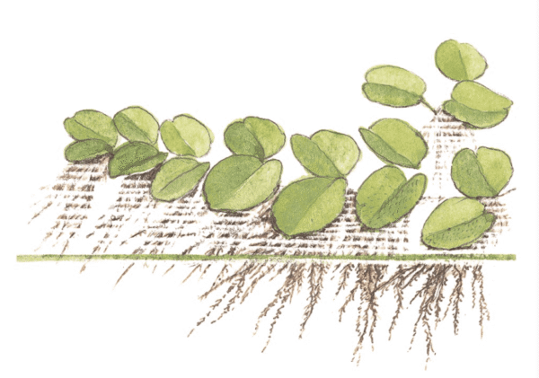 Salvinia Minima