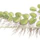 Salvinia Minima