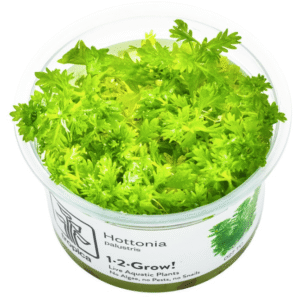 Hottonia Palustris