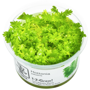 Hottonia Palustris