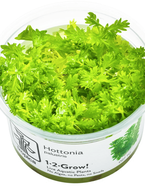 Hottonia Palustris