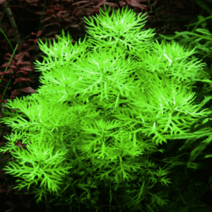 Hottonia Palustris