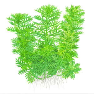 Hottonia Palustris