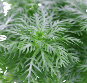 Hottonia Palustris