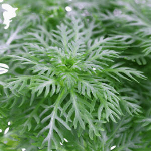 Hottonia Palustris