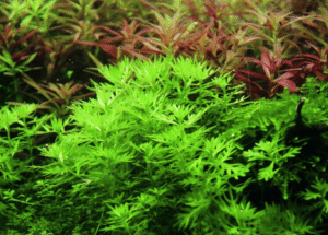 Hottonia Palustris