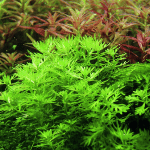 Hottonia Palustris