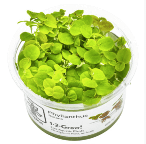 Phyllanthus Fluitans