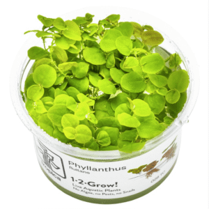 Phyllanthus Fluitans