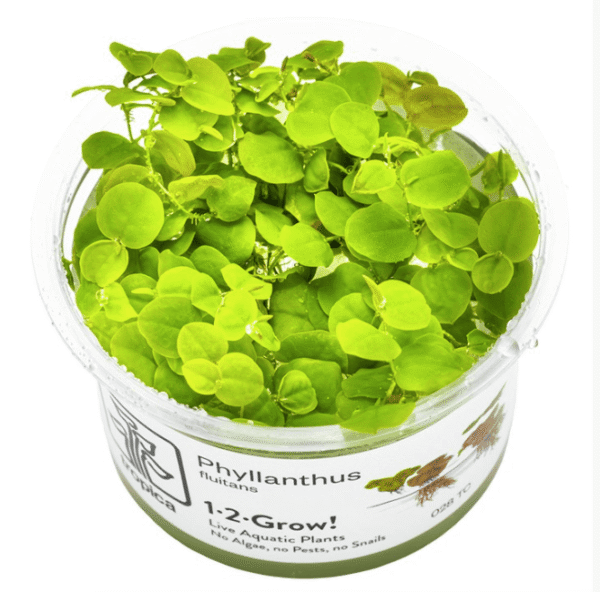 Phyllanthus Fluitans