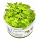 Phyllanthus Fluitans