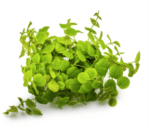 Phyllanthus Fluitans