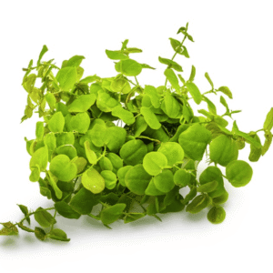Phyllanthus Fluitans
