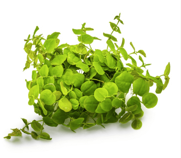Phyllanthus Fluitans