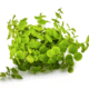 Phyllanthus Fluitans