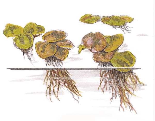 Phyllanthus Fluitans