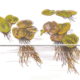 Phyllanthus Fluitans