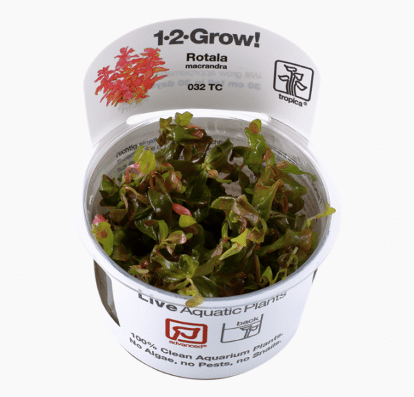 Rotala Macrandra