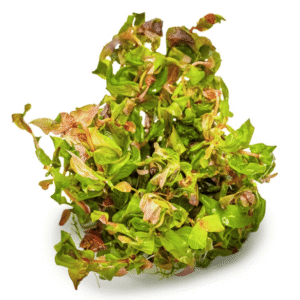 Rotala Macrandra