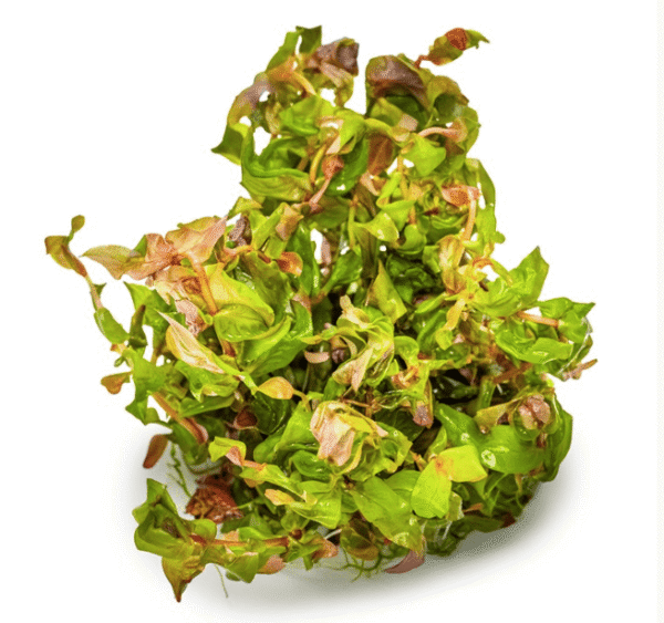 Rotala Macrandra
