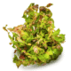 Rotala Macrandra
