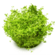 Rotala Rotundifolia 'H'ra'