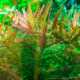 Rotala Rotundifolia 'H'ra'