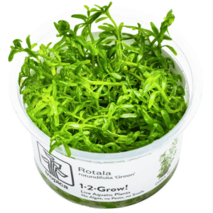 Captura de Pantalla 2025-04-06 a la(s) 21.42.11 Rotala Rotundifolia 'Green'