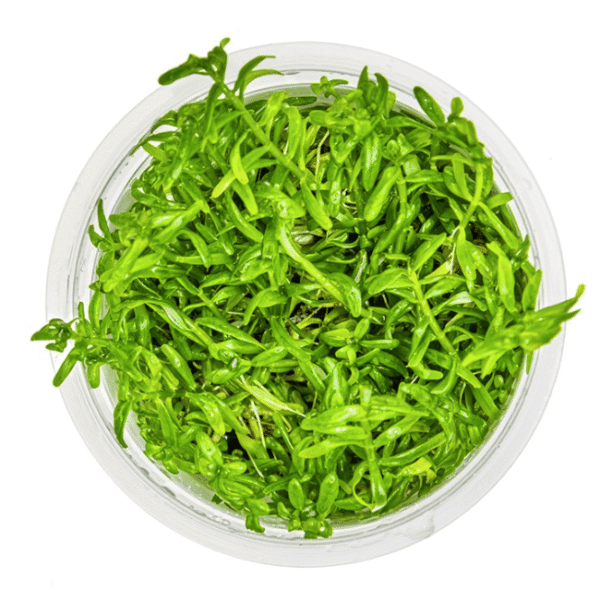 Rotala Rotundifolia 'Green'