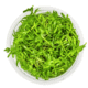 Rotala Rotundifolia 'Green'