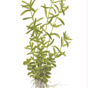 Captura de Pantalla 2025-04-06 a la(s) 21.42.32 Rotala Rotundifolia 'Green'