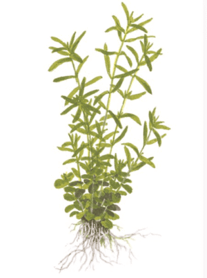 Captura de Pantalla 2025-04-06 a la(s) 21.42.32 Rotala Rotundifolia 'Green'