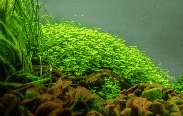 Hydrocotyle Tripartita