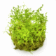 Proserpinaca Palustris 'Cuba'