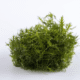 Proserpinaca Palustris 'Cuba'