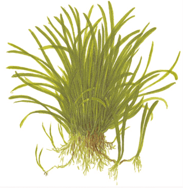 Lilaeopsis Brasiliensis