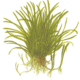 Lilaeopsis Brasiliensis