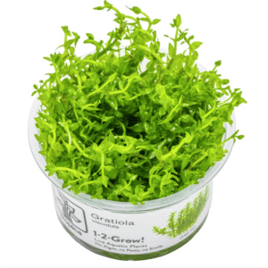 Gratiola Viscidula