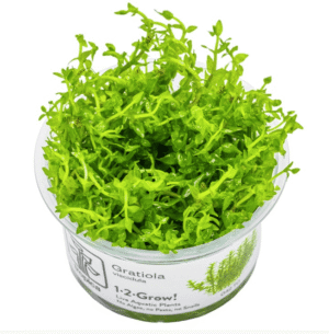 Gratiola Viscidula