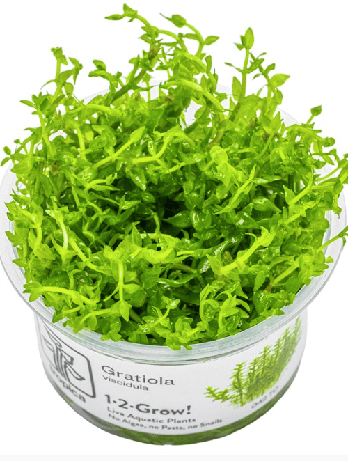 Gratiola Viscidula