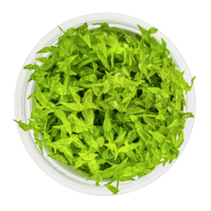 Gratiola Viscidula