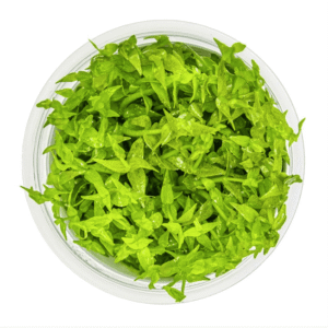 Gratiola Viscidula