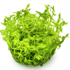 Gratiola Viscidula