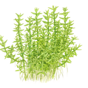 Gratiola Viscidula